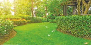 Green & Healthy Surrounding